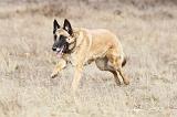 MALINOIS 646